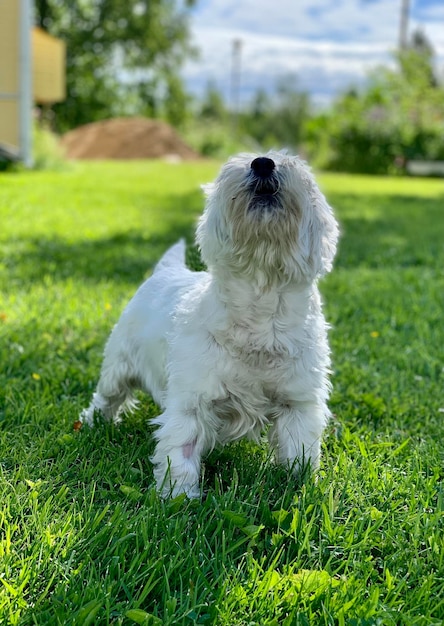 Chien blanc sur le terrain