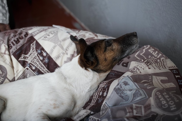 Un chien blanc avec une tête brune se trouve sur une chaise