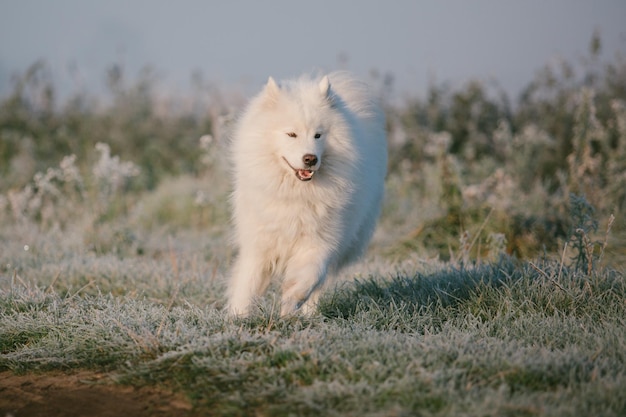 Photo un chien blanc traverse un champ givré