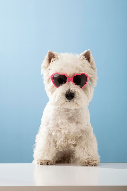 Chien blanc west highland white terrier portant des lunettes avec des coeurs sur un fond coloré