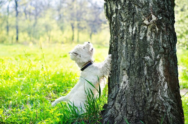 chien blanc