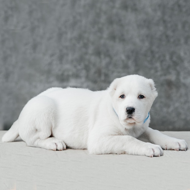 un chien blanc