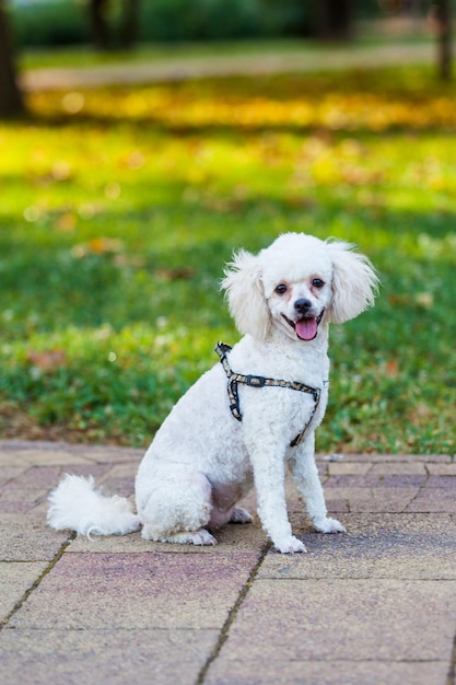 chien blanc