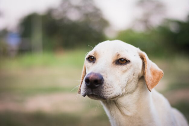 chien blessé assis sur l'herbe verte