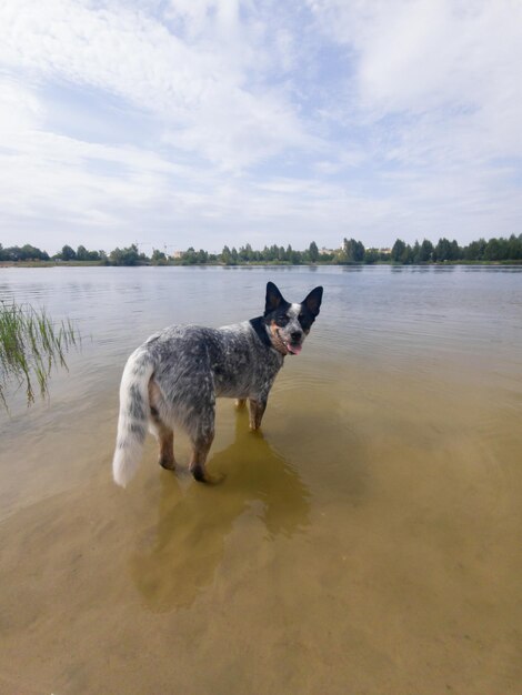 Un chien bleu se tient dans l'eau devant un lac.