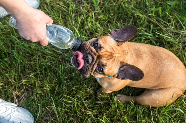 Un Chien Boit De L'eau D'une Bouteille Dans Un Parc En Pleine Chaleur