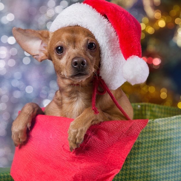 chien avec bonnet de noel à la maison