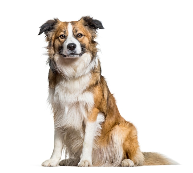 Chien Border Collie assis sur fond blanc