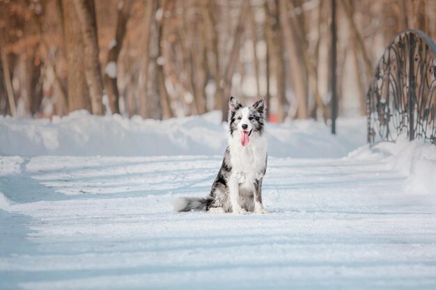 Chien border collie assis sur la neige