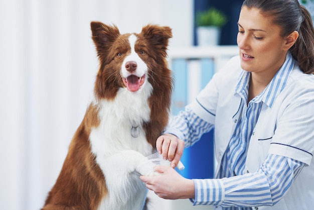 Chien Border Collie brun lors d'une visite chez le vétérinaire Photo de haute qualité