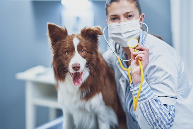 Chien Border Collie brun lors d'une visite chez le vétérinaire Photo de haute qualité