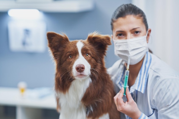 Chien Border Collie brun lors d'une visite chez le vétérinaire Photo de haute qualité