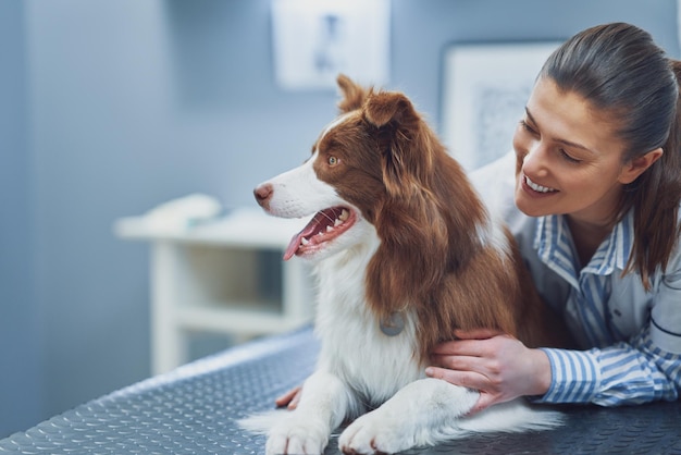 Chien Border Collie brun lors d'une visite chez le vétérinaire Photo de haute qualité