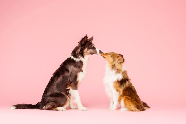 Chien Border Collie et chien de berger Shetland dans le studio photo sur fond rose