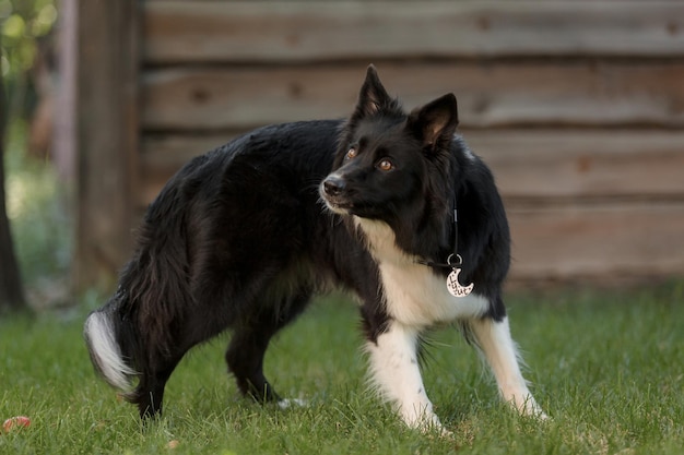 Photo un chien border collie dans un champ