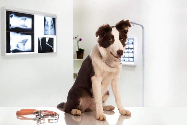 Chien Border Collie dans une clinique vétérinaire