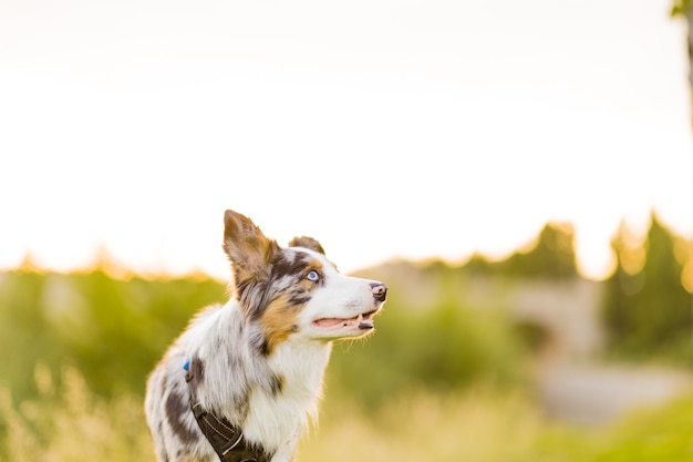 Chien border collie dans un environnement naturel pour animaux de compagnie portrait dans un pré pour un mignon border collie