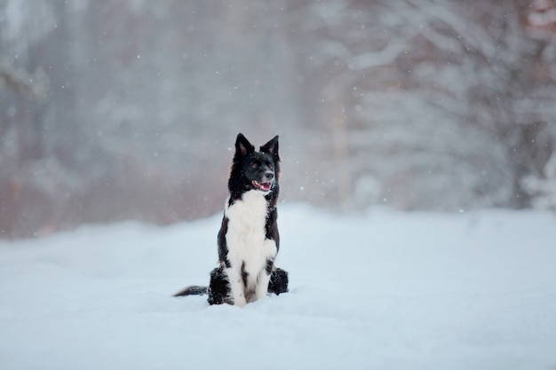 Chien border collie dans la neige