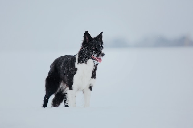 Chien border collie dans la neige