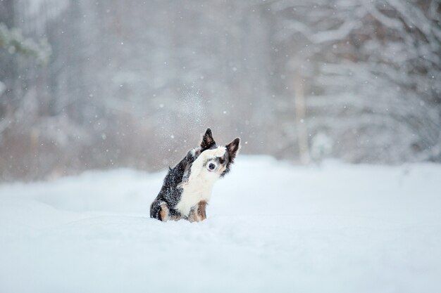 Chien border collie dans la neige