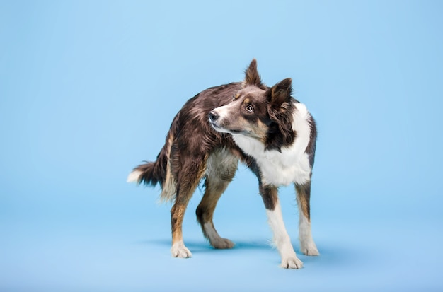 Chien Border Collie dans le studio photo sur fond bleu