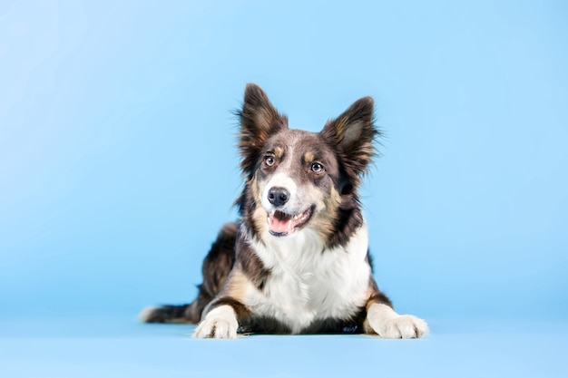 Chien Border Collie dans le studio photo sur fond bleu