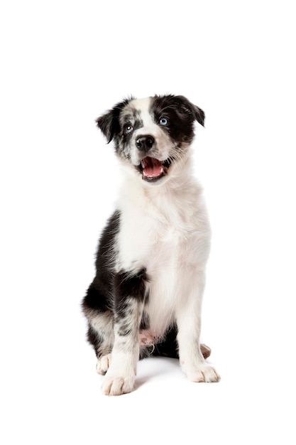 Chien border collie devant un fond blanc