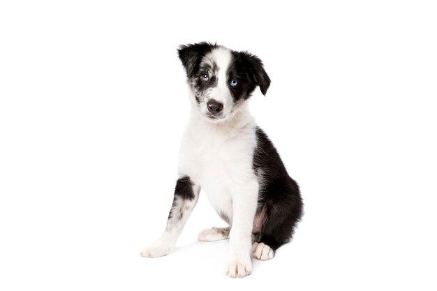 Chien border collie devant un fond blanc