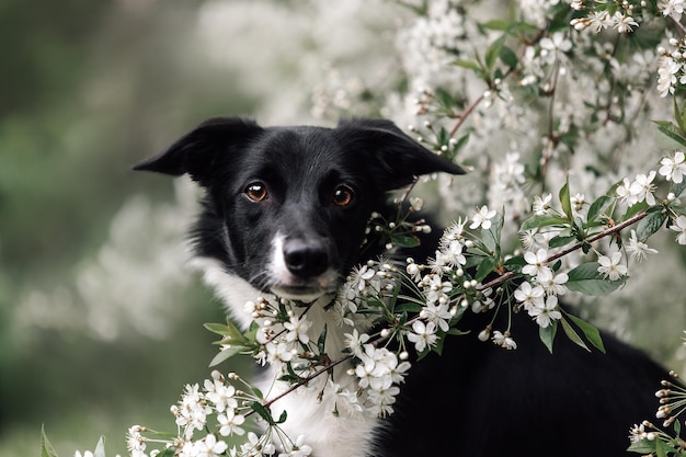 Un chien border collie est assis dans un arbre à fleurs blanches.