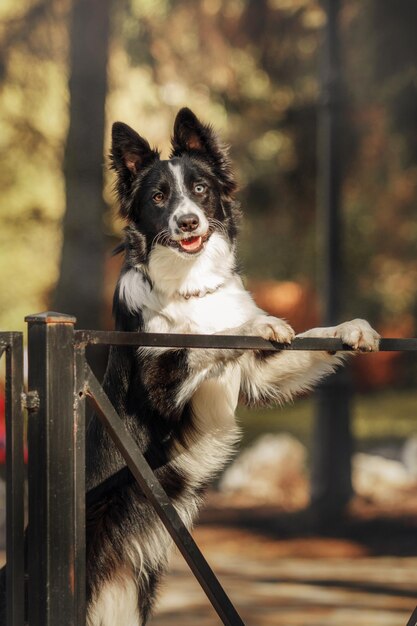 Un chien border collie est debout sur une clôture et regarde la caméra.