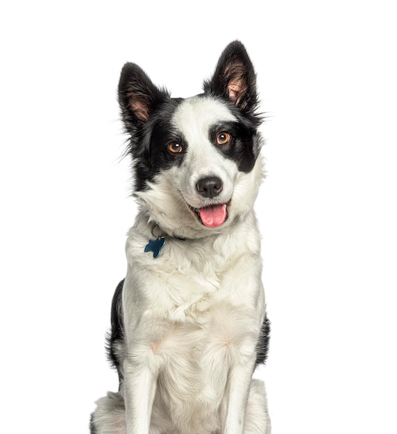 Un chien de border collie haletant portant un collier isolé sur blanc