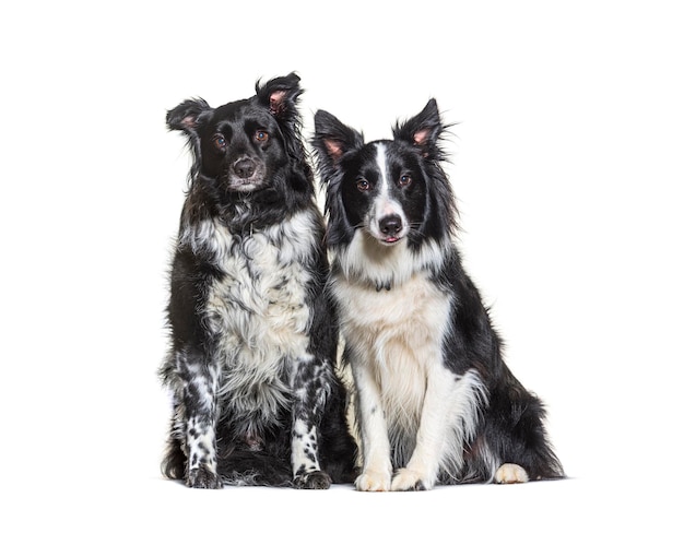 Chien border collie isolé sur blanc