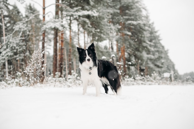 Chien border collie noir et blanc dans la forêt enneigée