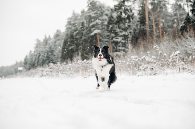 Chien border collie noir et blanc dans la forêt enneigée