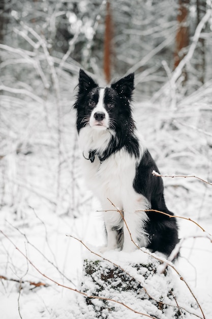 Photo chien border collie noir et blanc dans la forêt enneigée