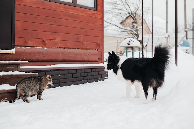 Chien border collie noir et blanc à la recherche de chat à la maison en hiver
