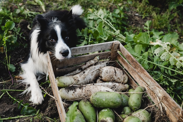 Chien border collie noir et blanc et la récolte à la ferme