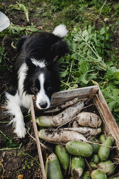 Chien border collie noir et blanc et la récolte à la ferme