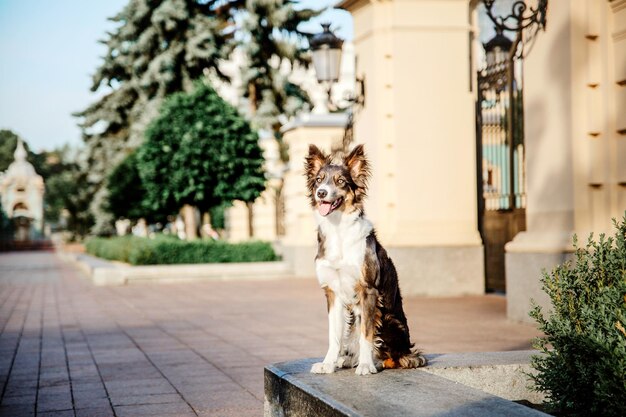 Chien border collie à pied