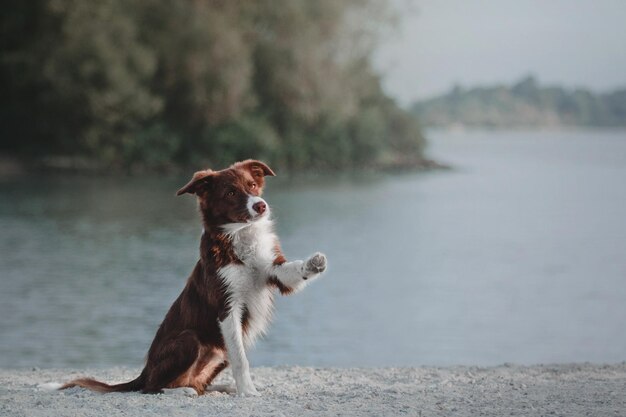 Chien border collie en plein air en automne