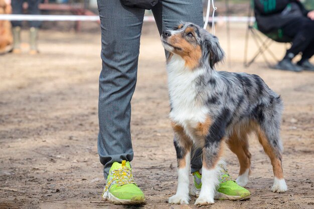 Photo un chien border collie posant lors d'une exposition canine