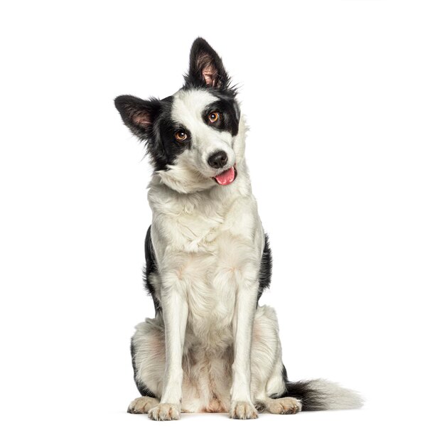 Un chien de Border Collie qui porte un collier isolé