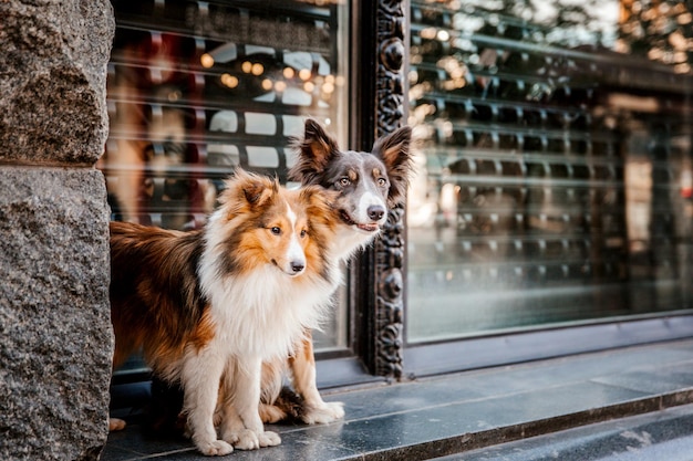 Chien Border Collie et Shetland Sheepdog ensemble le matin Deux chiens sur la promenade Chiens jouant