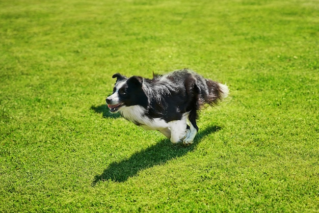 chien border collie sur un terrain d'agilité