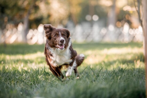 chien border collie