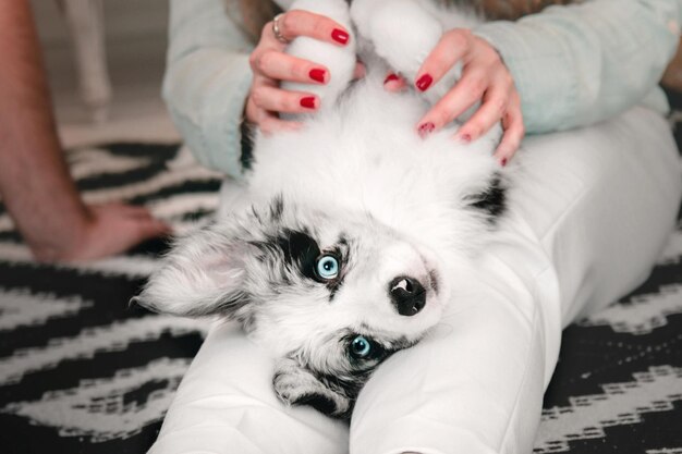 chien border collie