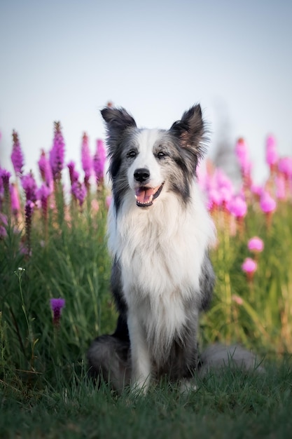 Chien border collie