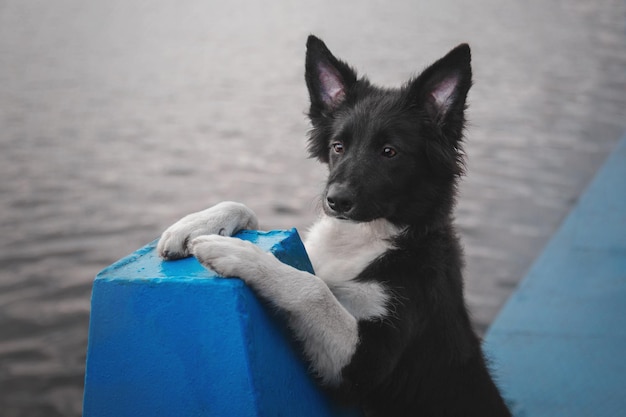 Chien border collie