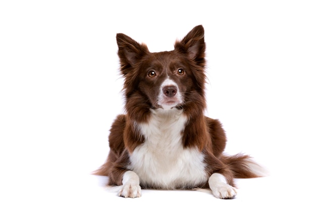 chien border collie