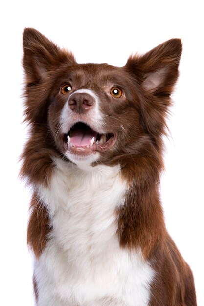 chien border collie